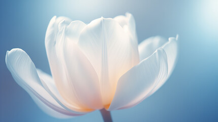 Beautiful lush large tulip bud on a blue background close-up. White flower with petals. - 740230603