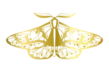 Decorative winged insect golden night moth. Vector graphics.
