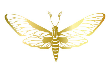 Decorative winged insect golden night moth. Vector graphics.