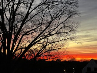 Gorgeous orange and pink sunset behind a large oak tree in winter