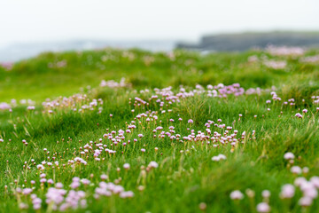 Thrift flowers blossoming on Kilkee Cliffs, situated at the Loop Head Peninsula, remote and wild stretch of stunning coastline, Wild Atlantic Way Discovery Point, county Clare, Ireland. - obrazy, fototapety, plakaty
