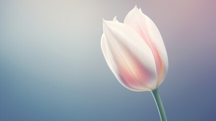 Beautiful lush large tulip bud on a blue background close-up. White flower with petals. - 740232865