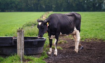 Holstein Frisian cow drinks water from a water trough