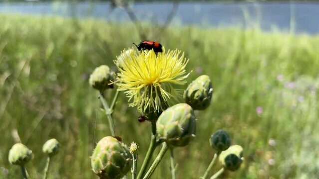 Mylabris quadripunctata, red beetle sitting on yellow