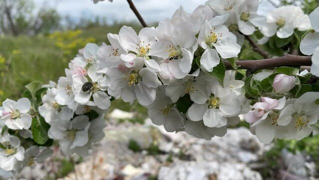Slow camera motion among blooming flowers on branch of an apple fruit tree against blue sky. View of plants among farm
