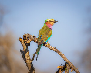 Lilac Breasted Roller - Kruger Park, South Africa
