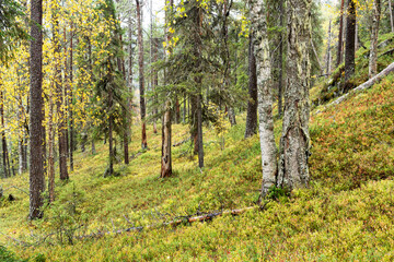 An autumnal old-growth forest growing on a slope in Oulanka National Park, Northern Finland