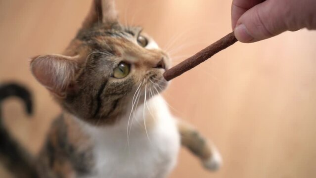 Cute little kitten eating a treat for cats. Work in pet care. Life of a pet