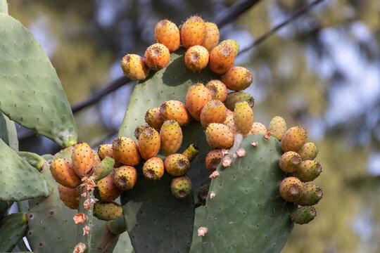 Nopal con frutos