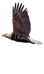 Bald Eagle in flight -png 1