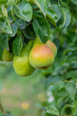 Pear harvest on a tree in the garden. selective focus.