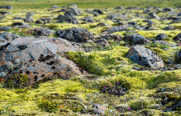 Old lava field covered with moss in Iceland - 740242415