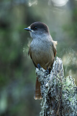 Closeup of Siberian jay perched on an old dead tree in an old-growth forest in Valtavaara near Kuusamo, Northern Finland