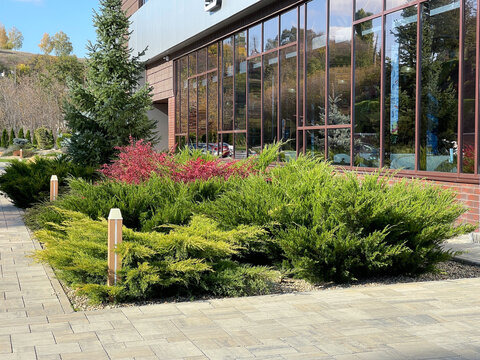 Landscaping with juniper by the building.