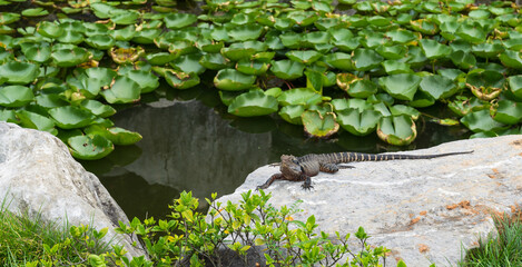 An Eastern Water Dragon, a native Australian water dragon