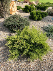 Landscaping with coniferous shrubs in the garden with stone fill ground