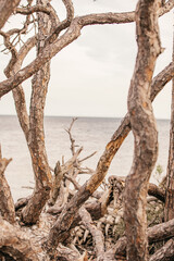 Driftwood on the shore of a beach in Wakulla, Florida.
