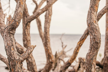 Driftwood on the shore of a beach in Wakulla, Florida.