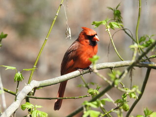 Northern cardinal enjoying a beautiful spring day at the Warriors Path State Park, Kingsport, Bedford County, Tennessee.