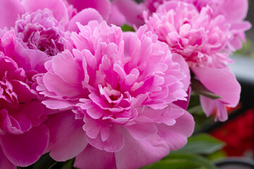 Pink peonies close up. Beautiful blur of floral background, selective focus.