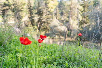 Vibrant Red Anemone Flowers Blossoming in Lush Green Field.