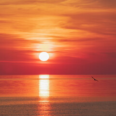 Sun in deep red and orange clouds over sea horizon reflecting in water with seagull flying by