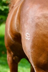 Obraz premium horse eating grass