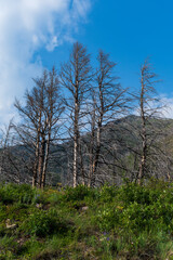 Wildflowers grow under burned trees, Waterton Lakes National Park, Alberta, Canada