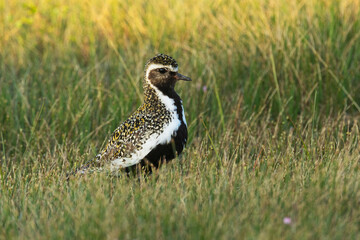 European golden plover standing in a summery bog during golden hour in Riisitunturi National Park,...
