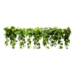 Green succulent leaves hanging vines ivy bush climbing epiphytic plant isolated on transparent background
