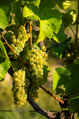 Vineyard with Hibernal near Cejkovice, Southern Moravia, Czech Republic