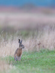 Naklejka premium Field hare (Lepus europaeus), in Hortobagy National Park, UNESCO World Heritage Site, Puszta is one of largest steppe ecosystems in Europe, Hungary