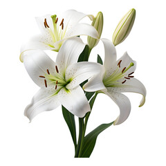 Lily flowers Isolated on transparent background