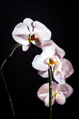 white orchid on black