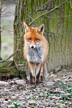 Cute red fox vulpes in the woods