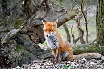 red fox vulpes in the forest