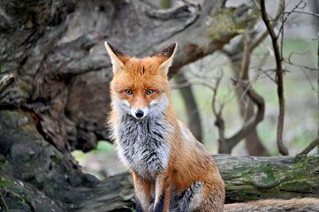 Cute red fox in the wild