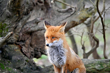 Naklejka na ściany i meble Cute red fox in the wild