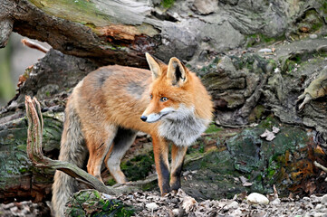 red fox vulpes in the woods