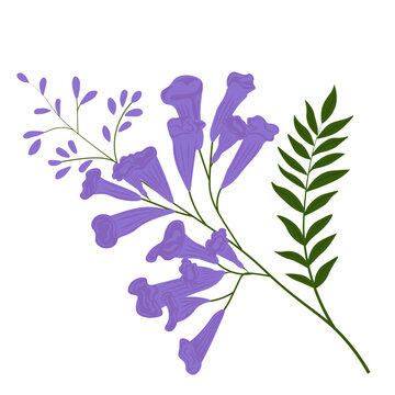 Purple Jacaranda tree vector stock illustration. Lilac branch of bluebells with green leaves. Isolated on a white background.