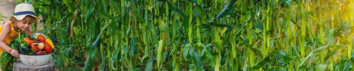 A child is harvesting vegetables in the garden. selective focus.