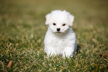bichon frise puppy sitting on grass