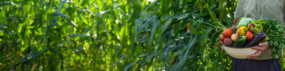 A man farmer is harvesting vegetables in the garden. selective focus.