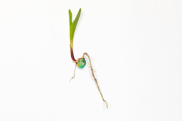 Closeup of corn seed germination isolated on white background. Agriculture, agronomy and farming...