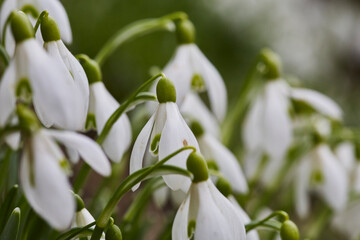 Schneeglöckchen im Frühjahr