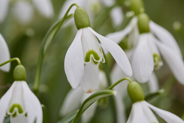 Schneeglöckchen im Frühjahr