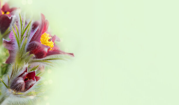 Banner with spring flowers with copy space, bokeh, Pulsatilla vulgaris, international women's day, March 8, birthday, mother's day
