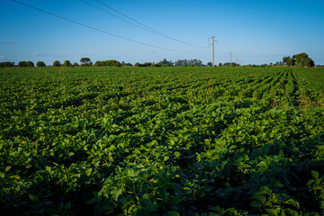 A soybean field in Firmat, Argentina,