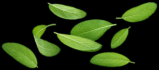 Sage leaves isolated on black background