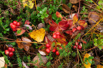 Ripe Dwarf cornel berries on an autumn day near Kuusamo, Northern Finland